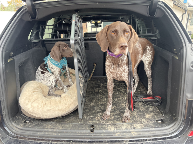 Puppy Survival Thread - for old and new pups heading into winter