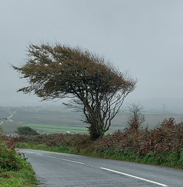 The ultimate SHOW US YOUR TREE megathread!