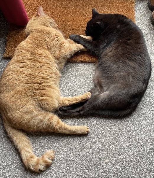 Post your cute kitties 😸