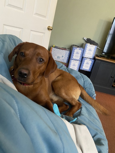 Puppy Survival Thread - for old and new pups heading into winter