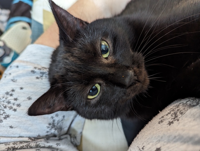 Please can I see pics of your cats?