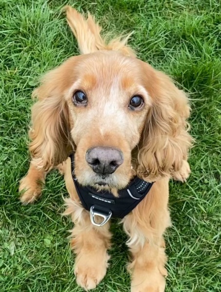 Had to have our beautiful boy PTS yesterday