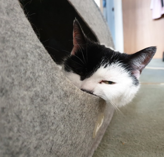 Please can I see pics of your cats?