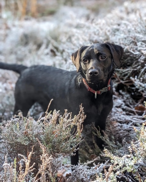 Puppy Survival Thread - for old and new pups heading into winter