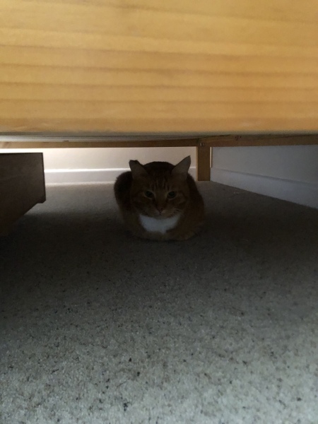 Let's see your best "Loaf of Doom" pics!