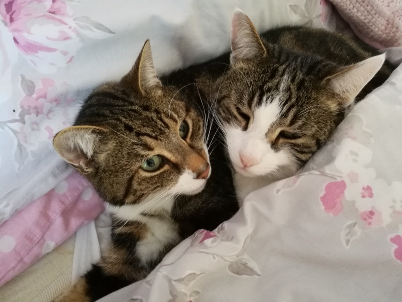 Please can I see pics of your cats?