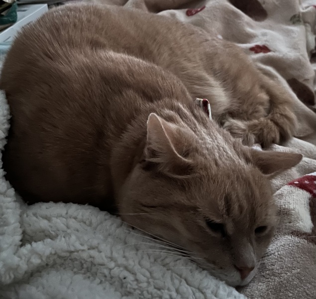 The Very Eventful Lives of the Excellent Cats