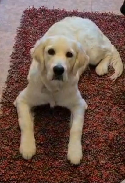 Advice please, should I adopt?
