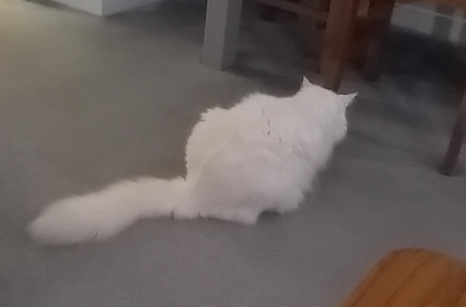 The Very Eventful Lives of the Excellent Cats
