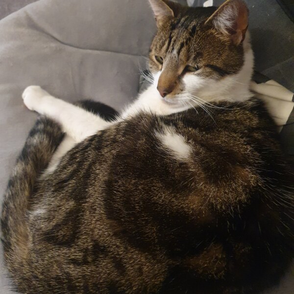 Post your cute kitties 😸