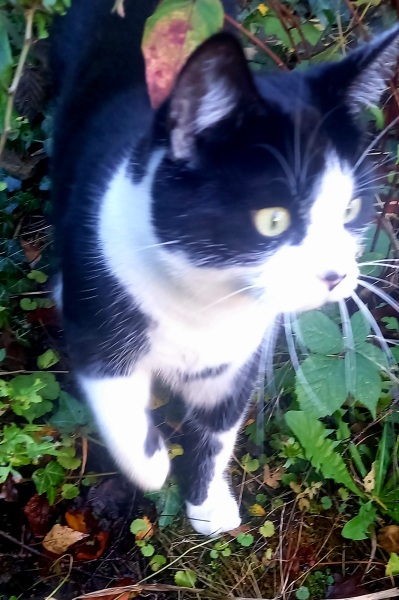Please can I see pics of your cats?