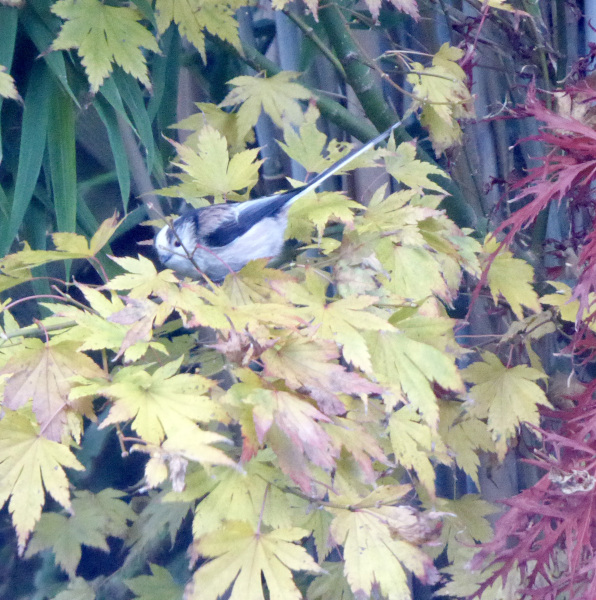 Thread 10 - TalkLair: “The candle flame gutters. Its little pool of light trembles.”