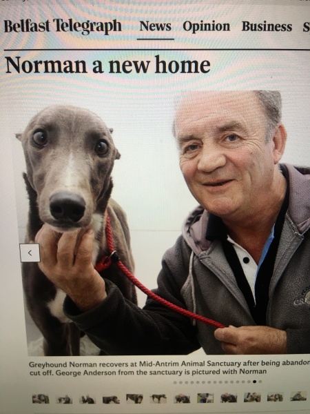 Romanian rescues anyone?