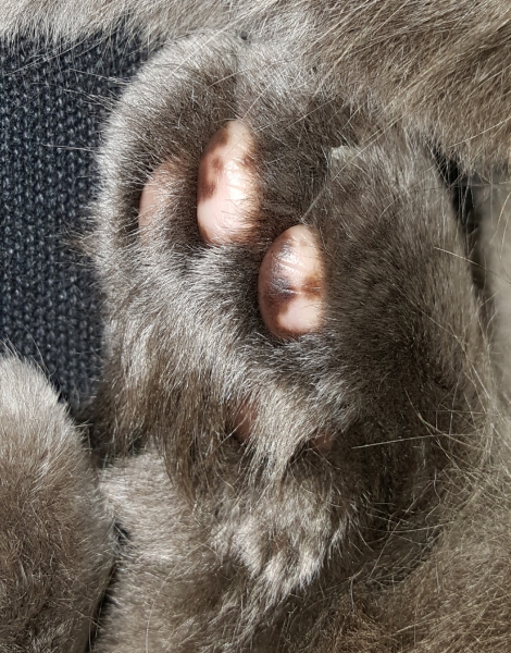 Poll - Your favourite bit of your cat(s)!