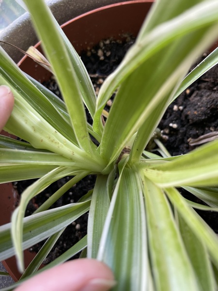 Bugs on houseplants
