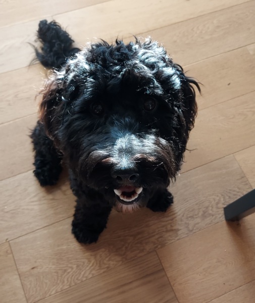 To ask you to come and celebrate your dog with me
