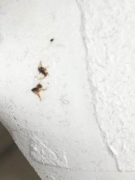 What are these ?