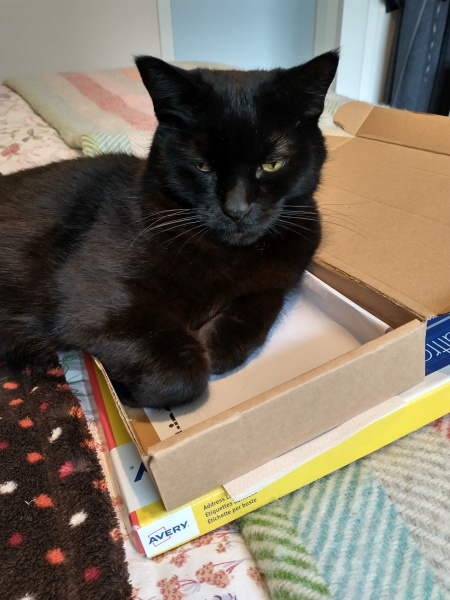 The Very Eventful Lives of the Excellent Cats