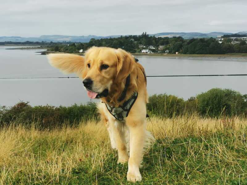 Are we setting ourselves up for eternal wet dog hell? (Golden Retriever question)
