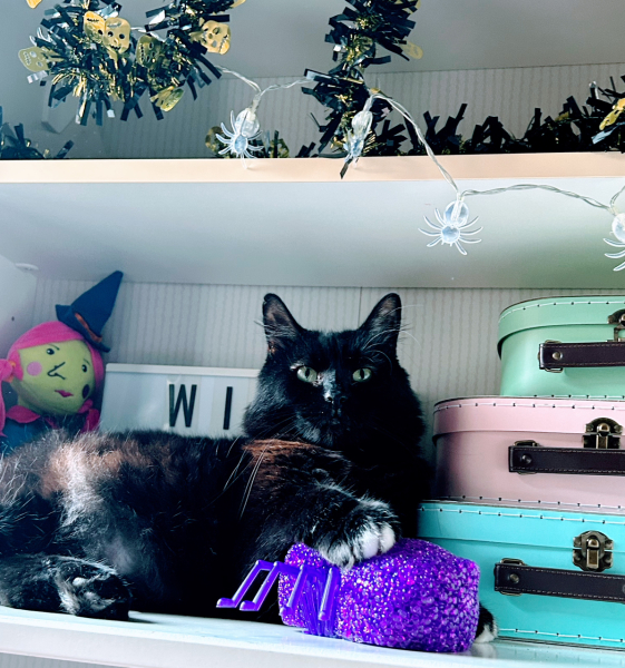 Please can I see pics of your cats?