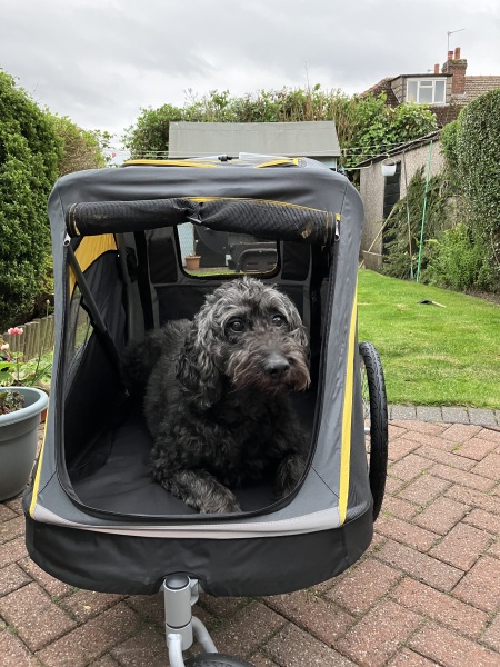 Why are dogs being pushed round in prams?