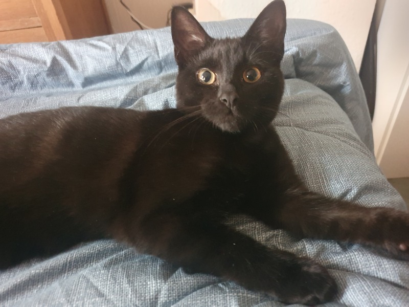 Post your cute kitties 😸