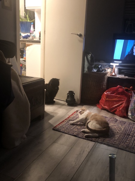 The Very Eventful Lives of the Excellent Cats