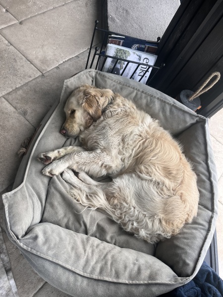 To ask you to come and celebrate your dog with me