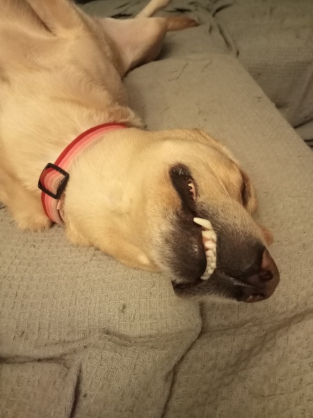 Another dog one....