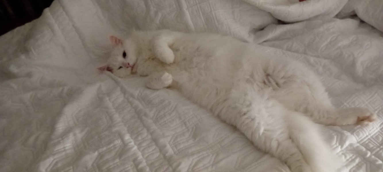 Post your cute kitties 😸