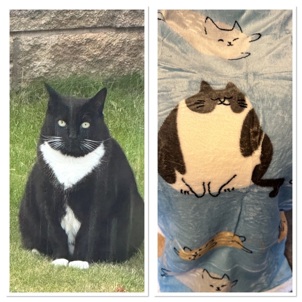 Please can I see pics of your cats?