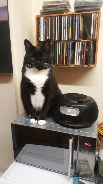 Please can I see pics of your cats?