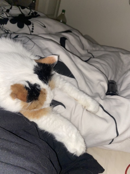 Please can I see pics of your cats?