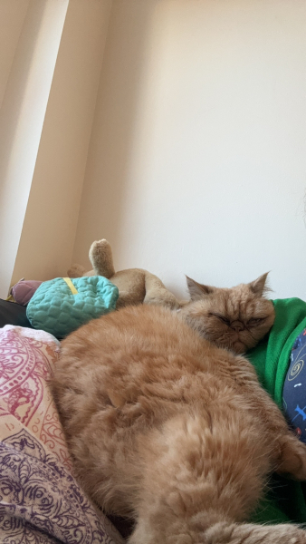 Cheddar is alseep on my head
