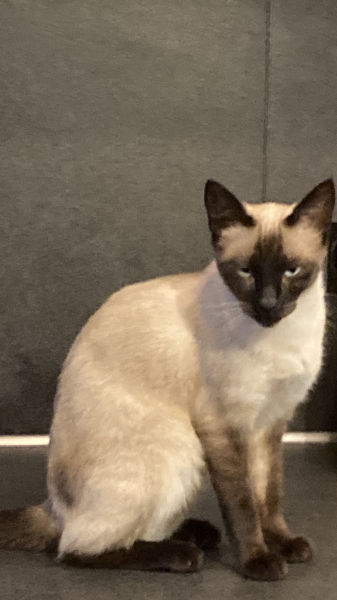 Please can I see pics of your cats?
