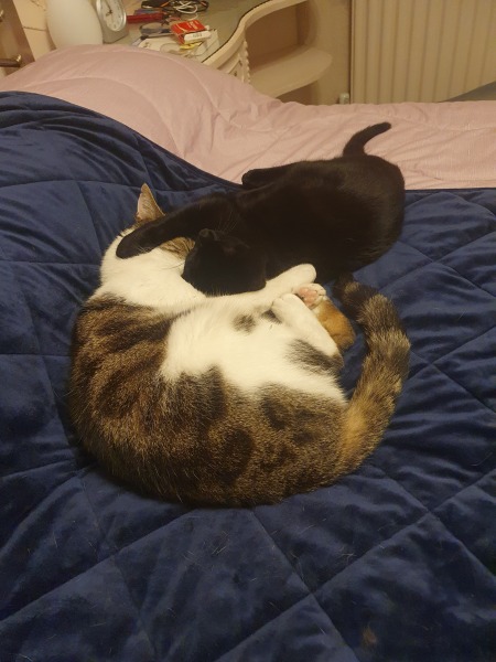 Kitten and new cat