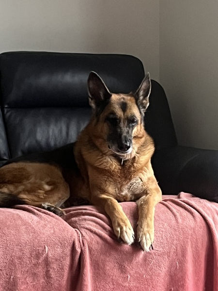 My dog remembered!