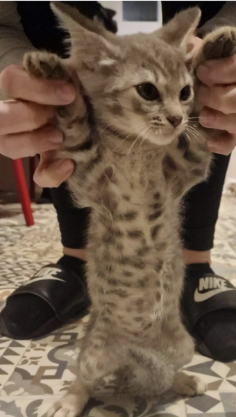 Little leopard kitty name ideas ??
