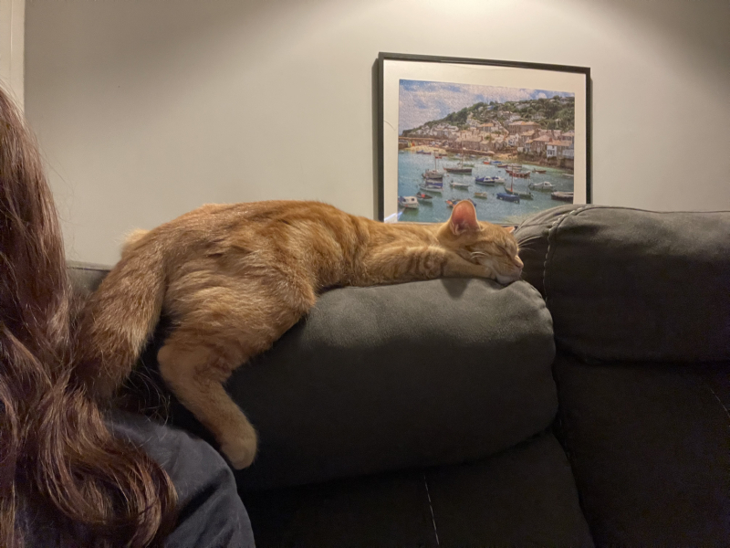 The Very Eventful Lives of the Excellent Cats