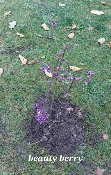 What have you done in the garden today? Part 3