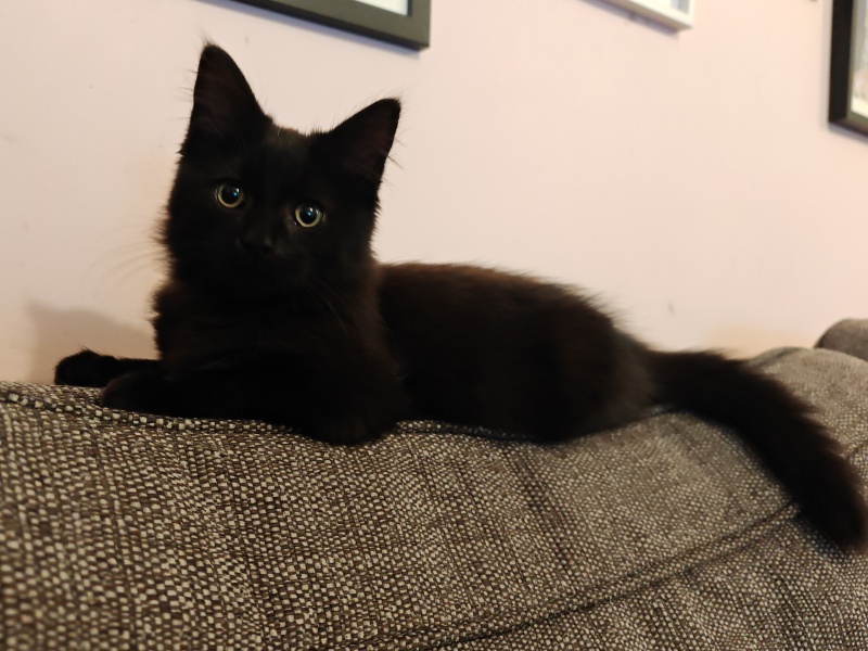 Pair of kitten name suggestions