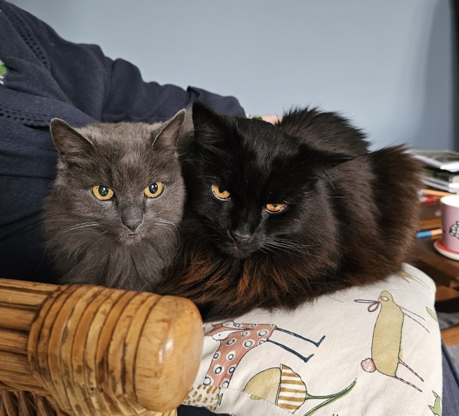 The Very Eventful Lives of the Excellent Cats