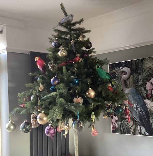 The ultimate SHOW US YOUR TREE megathread!