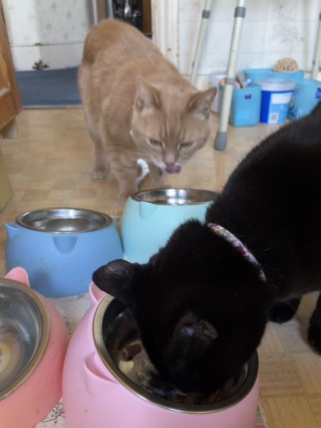 Oh the horror! Impending starvation!🙀