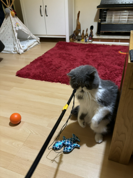 Enrichment for a cat who won't play.