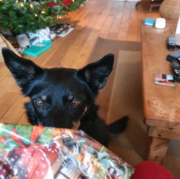 My dog remembered!
