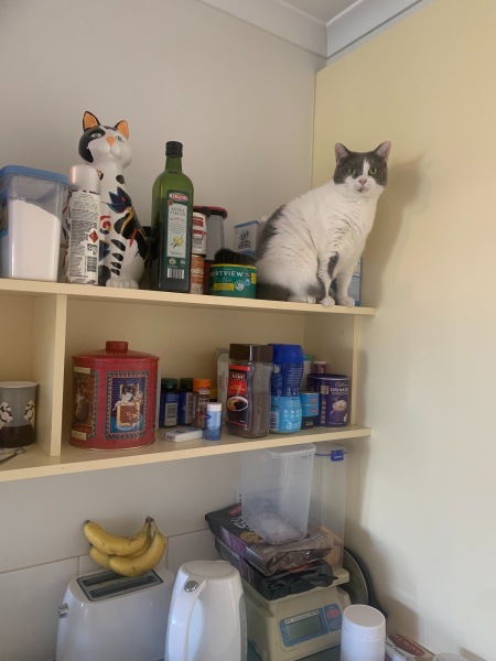 The Very Eventful Lives of the Excellent Cats