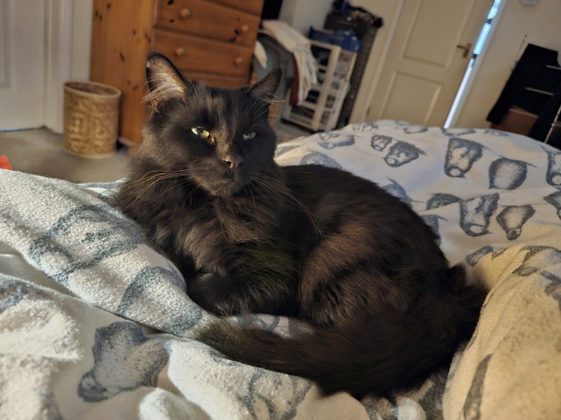 The Very Eventful Lives of the Excellent Cats