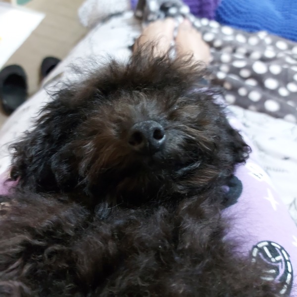 Puppy Survival Thread - for old and new pups