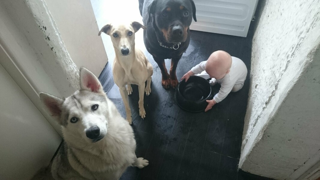 Dog and new baby worry